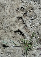 Mountain Lion - Puma concolor