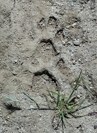 Mountain Lion - Puma concolor