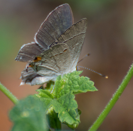 Gray hairstreak - Strymon melinus