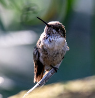 Calliope Hummingbird - Selasphorus calliope