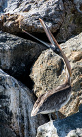 Brown Pelican - Pelecanus occidentalis