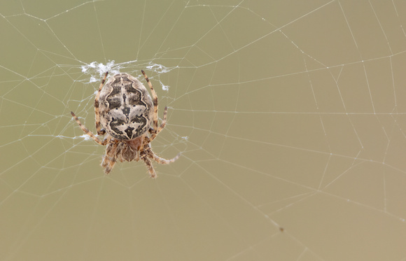 Bridge spider - Larinioides sclopetarius