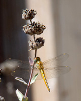 Wandering Glider - Pantala flavescens