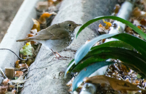 Hermit Thrush - Catharus guttatus