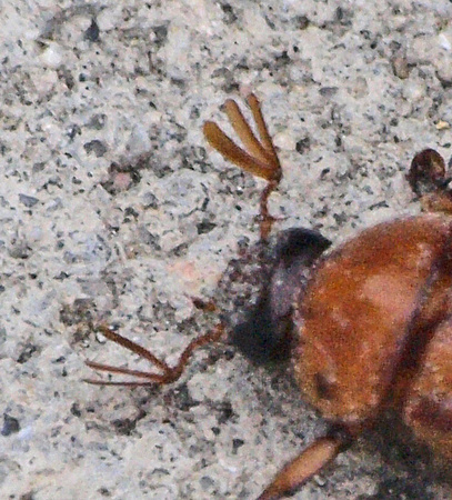 Masked Chafer  - Cyclocephala sp.