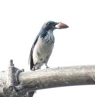 California Scrub Jay - Aphelocoma californica