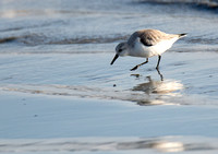 Sanderling - Calidris alba