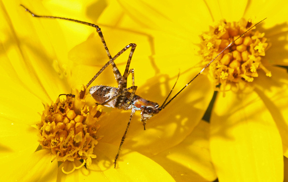 Fork-tailed bush katydid - Scudderia furcata