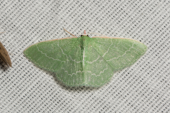 Wavy-lined emerald moth- Synchlora aerata