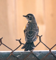American Robin - Turdus migratorius