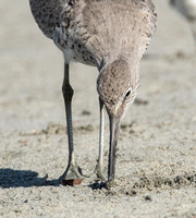 Willet - Catoptrophorus semipalmatus