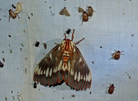 Royal silk moth - Citheronia splendens