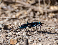 Wasp - Chlorion sp.