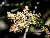 Monarch - Danaus plexippus