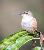 Allen's Hummingbird - Selasphorus sasin