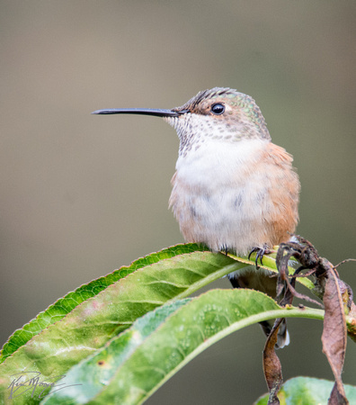 Allen's Hummingbird - Selasphorus sasin