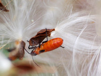 Large milkweed bug -Oncopeltus fasciatus