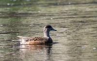 American Wigeon - Anas americana