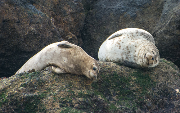 Harbor seal - Phoca vitulina