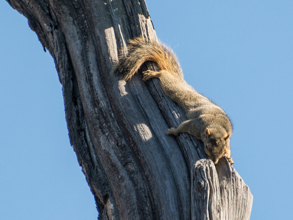 Eastern fox squirrel  - Sciurus niger