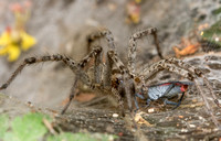 Grass spider - Agelenopsis aperta