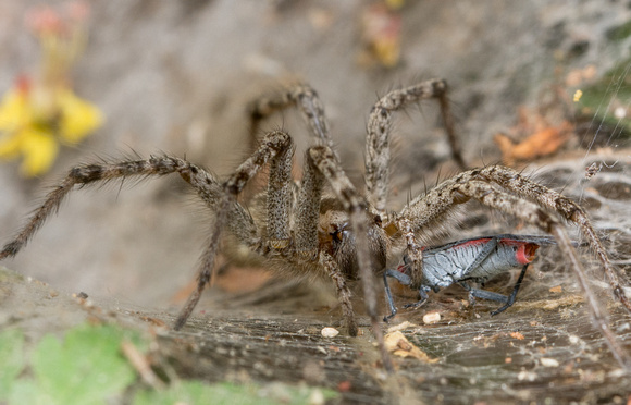 Grass spider - Agelenopsis aperta