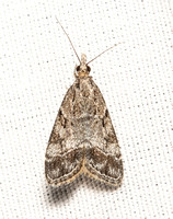 Crambid moth - Eudonia sp.