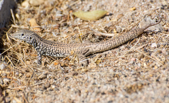 Tiger Whiptail - Aspidoscelis tigris