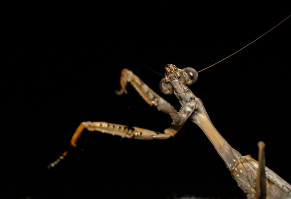 California Mantis - Stagmomantis californica