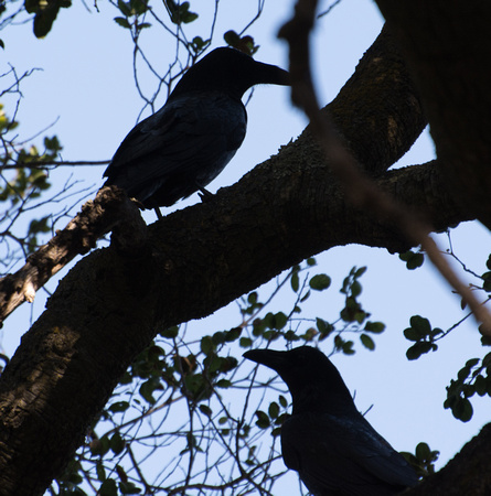 Common Raven - Corvus corax