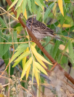 Vesper Sparrow - Pooecetes gramineus