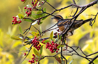 Varied Thrush - Ixoreus naevius