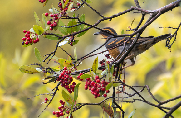 Varied Thrush - Ixoreus naevius