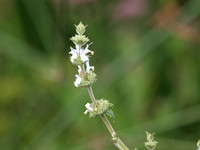 Cleaveland sage - Salvia clevelandii