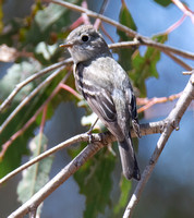 Hammond's Flycatcher - Empidonax hammondii