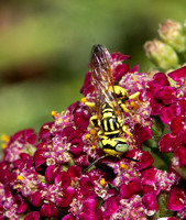 Beewolf - Philanthus sp.