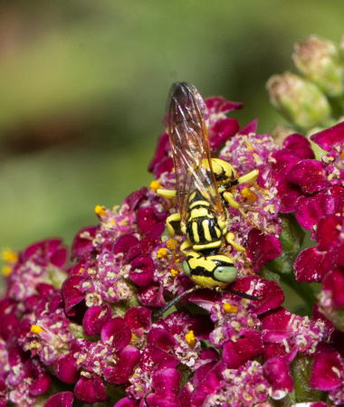 Beewolf - Philanthus sp.