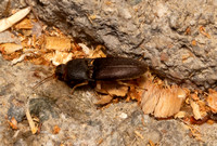 Gulf Wireworm - Heteroderes amplicollis