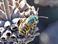Sweat bee 1 - Agapostemon sp.