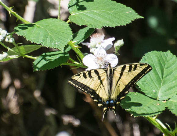 Western tiger swallowtail - papilio rutulus