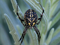 Western spotted orb weaver - Neoscona oaxacensis