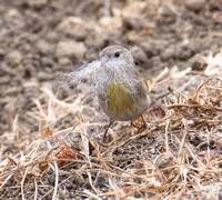 Lawrence's Goldfinch- Spinus lawrencei