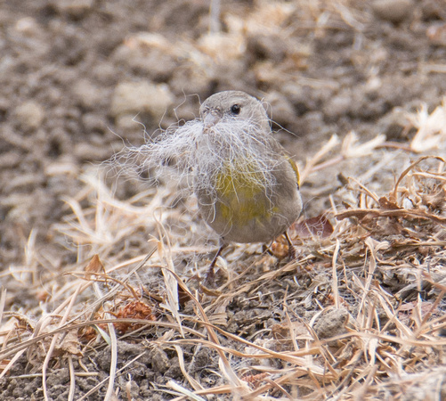 Lawrence's Goldfinch- Spinus lawrencei