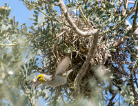 Verdin- Auriparus flaviceps