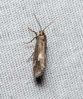 Lichen moth - Cisthene liberomacula