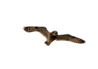 Short-eared Owl - Asio flammeus
