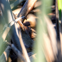 Swamp Sparrow - Melospiza georgiana