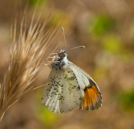 Sara orangetip - Antocharis sara