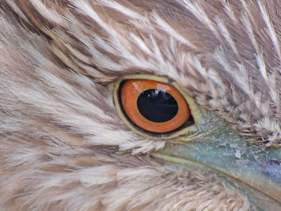 Black-crowned Night Heron - Nycticorax nycticorax