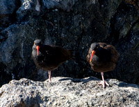 Black oystercatcher - Haematopus bachmani